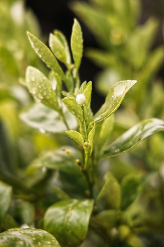 Concentré de Fragrance Thé blanc