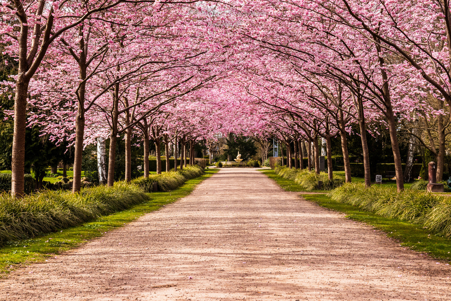 Concentré de Fragrance Sakura Mood
